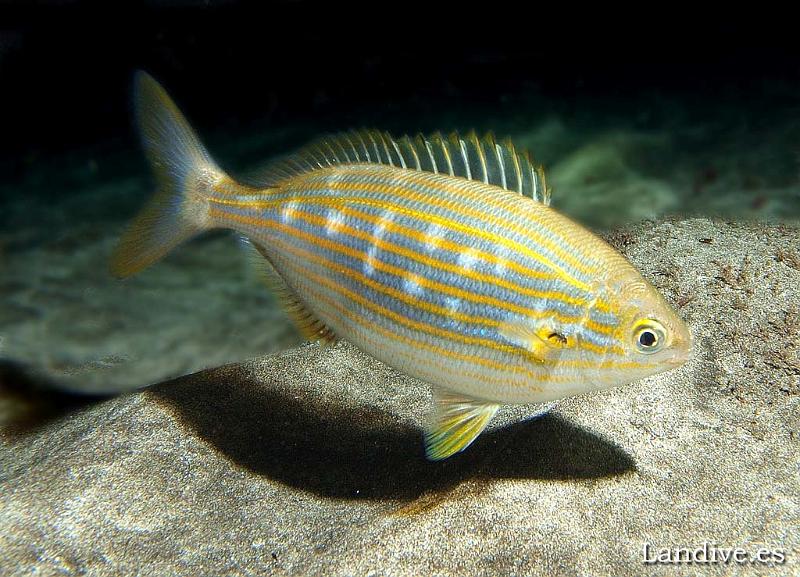 Salema ( Sarpa salpa ).jpg - OLYMPUS DIGITAL CAMERA